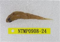 藏品(極樂鰕虎)的圖片